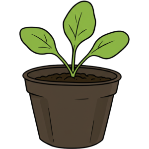 seedling